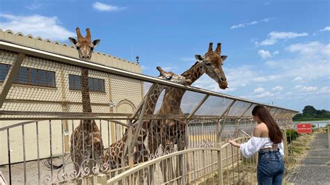 team russian zoo|Ukraine’s zoos struggle to stay afloat during war, with traumatized .